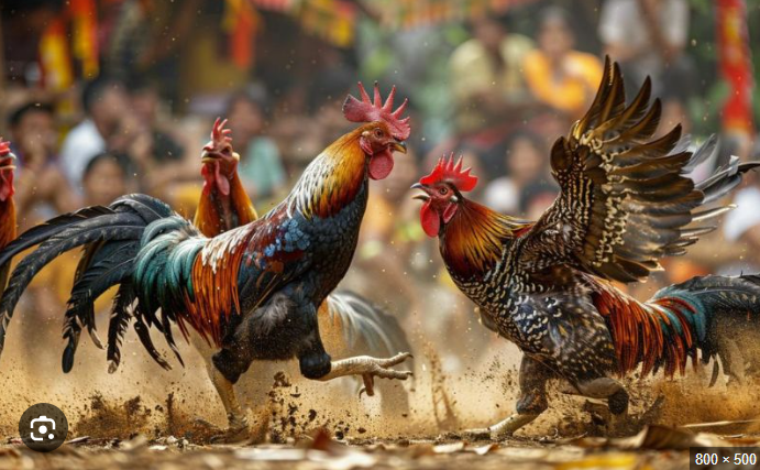 Thưởng thức đá gà Thomo tại BJ38 - Hình ảnh sắc nét, âm thanh sống động