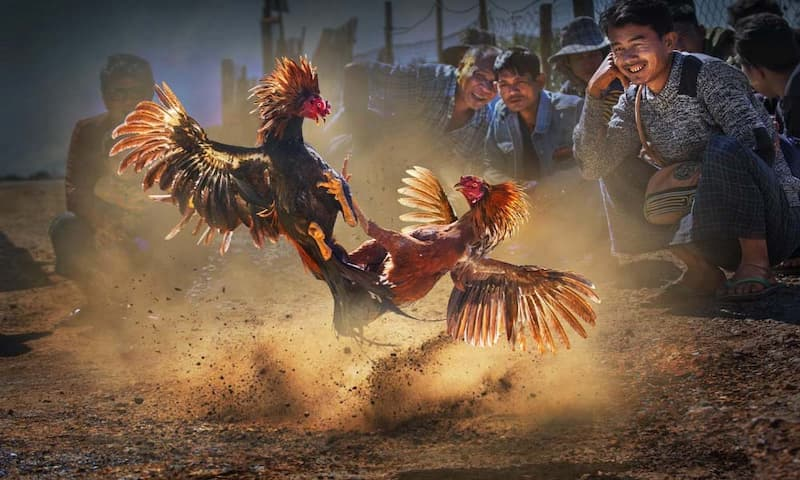 Bí quyết chiến thắng trong đá gà cựa sắt ăn tiền