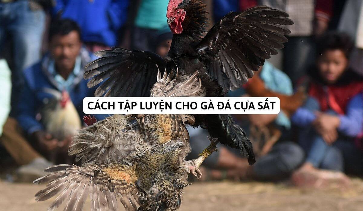 Cách tập luyện cho gà đá cựa sắt hiệu quả để phát triển sức mạnh