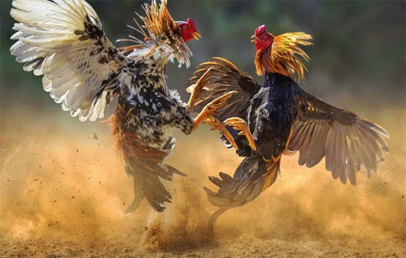 Bí quyết cách nuôi gà đá xung cho chiến kê bền bỉ