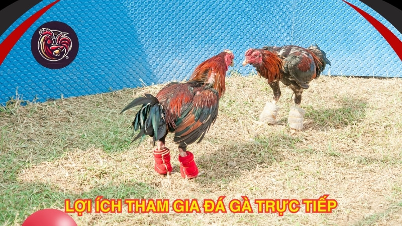 Cách tạo tài khoản đá gà Thomo nhanh chóng và dễ dàng