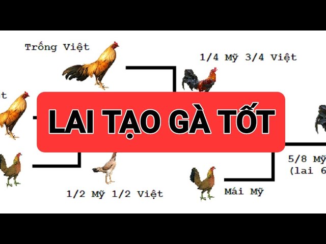 Cách lai tạo gà đá cựa đỉnh cao để tạo giống gà chiến bất bại