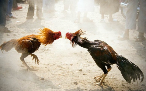 Đá Gà Trực Tiếp Hôm Nay： Bình Luận Chi Tiết và Nhanh Chóng