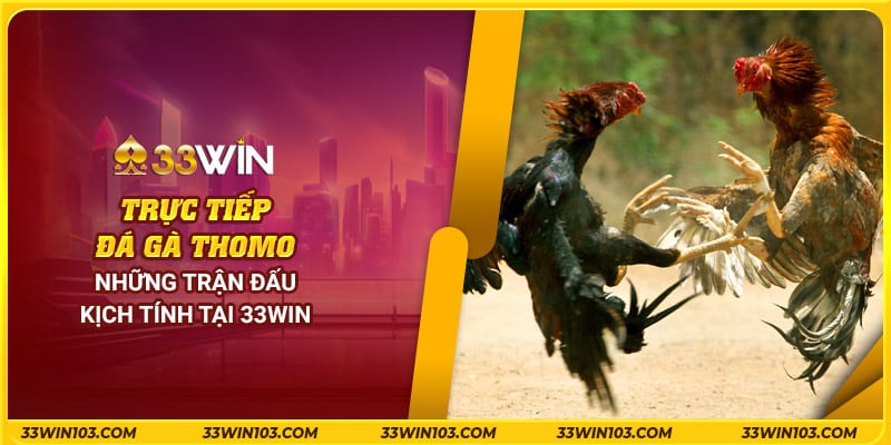 Trận Đá Gà Thomo 782019 - Những Cuộc Đối Đầu Kịch Tính