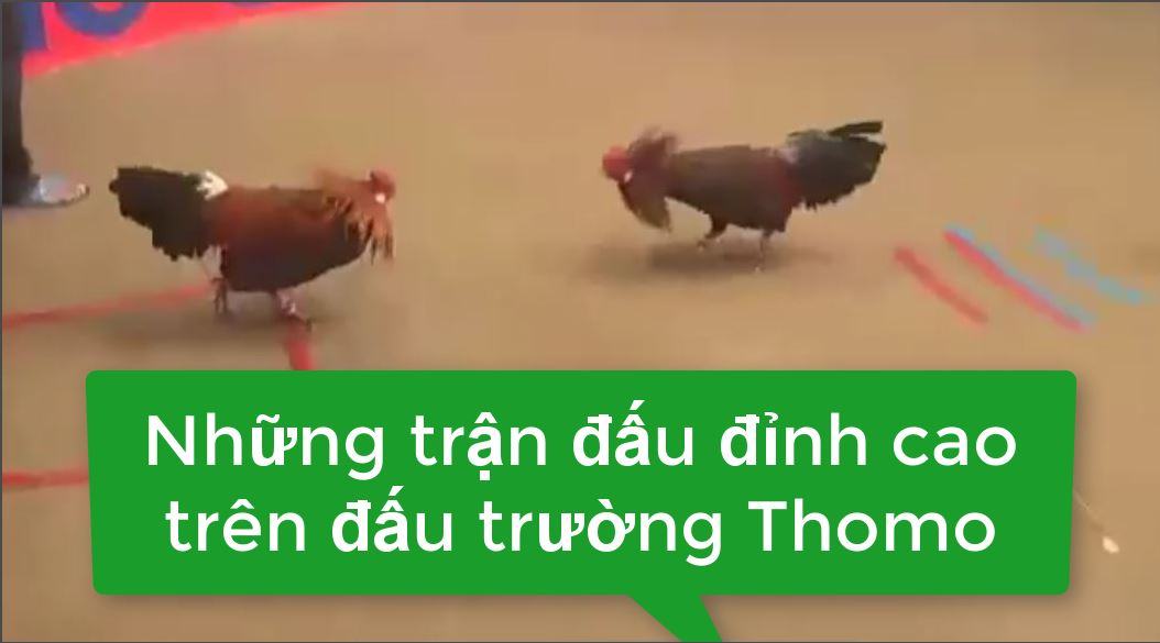 Clip đá gà Thomo 782019： Tổng hợp những trận đấu đỉnh cao