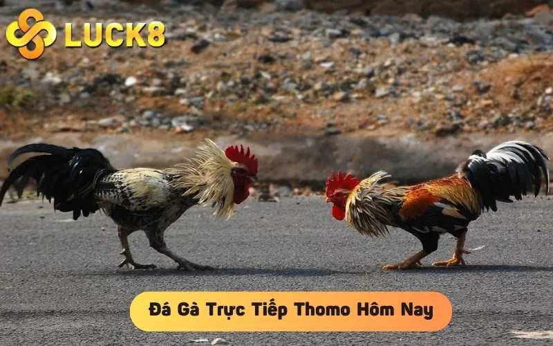 Đá Gà Trực Tiếp Hôm Nay： Bình Luận Chi Tiết và Nhanh Chóng