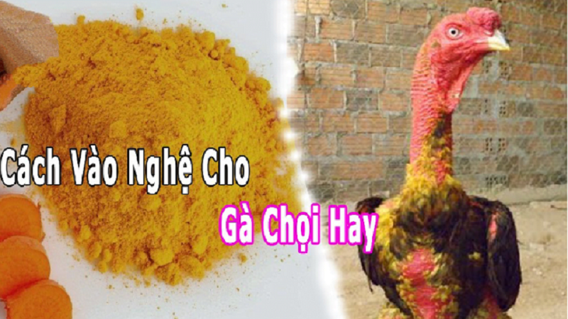 Cách vô nghệ cho gà đá cựa sắt hiệu quả và dễ thực hiện