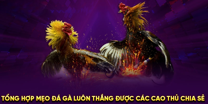 Hướng dẫn cá cược đá gà hiệu quả - Bí quyết chiến thắng mọi trận đấu