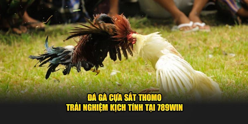 Đá gà cựa sắt Thomo mới nhất 2024: Xem trực tiếp các trận đấu hấp dẫn