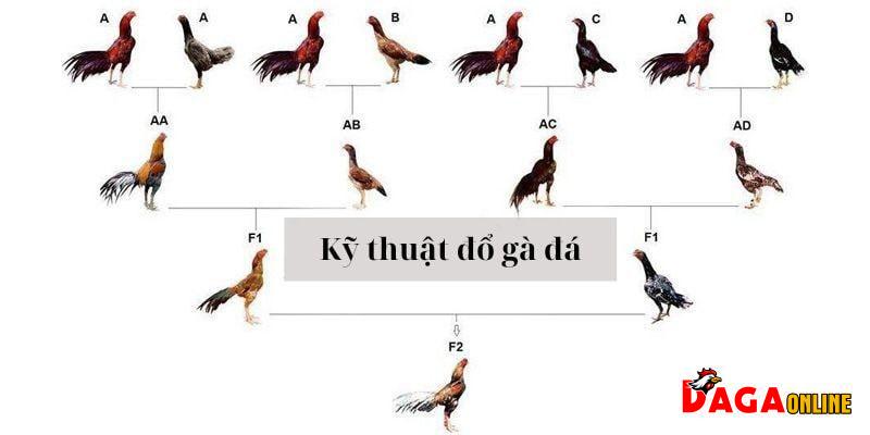 Top phương pháp lai tạo gà đá cựa giúp nâng cao chất lượng giống chiến kê