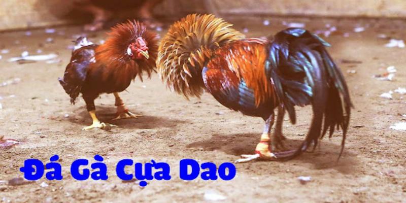 Đá Gà Cựa Dao: Lý Do Tại Sao Cựa Dao Đứt Đầu Là Kỹ Năng Quan Trọng