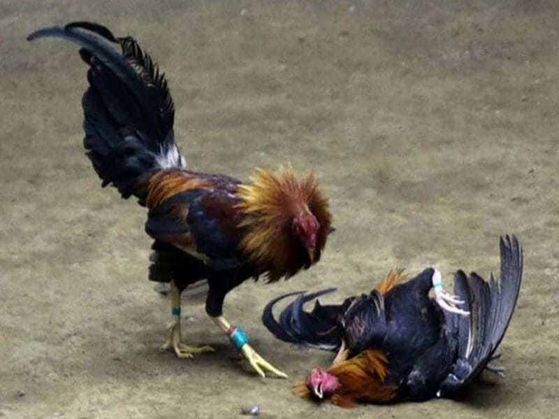 Tìm hiểu về thuốc làm gà không đá được: Đánh giá từ chuyên gia