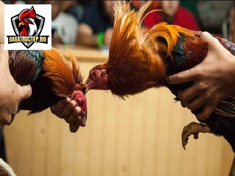 Xem live trực tiếp đá gà Thomo hôm nay – Trận đấu gay cấn nhất