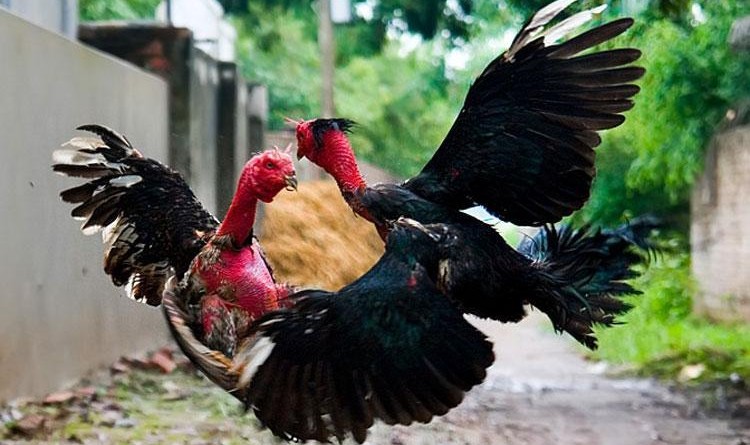 Những Giống Gà Đá Giống Tốt Nhất Hiện Nay Cho Người Chơi Gà