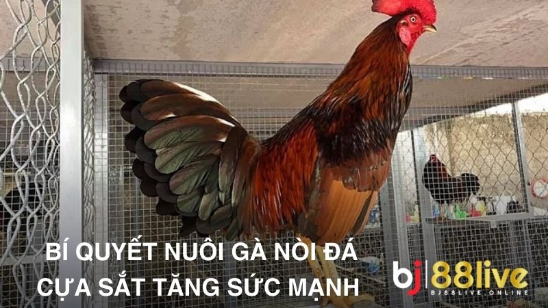 Hướng dẫn chi tiết cách tập luyện cho gà đá cựa sắt chiến đấu tốt