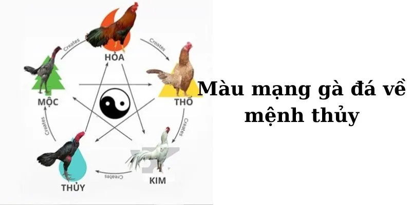 Hướng dẫn cách chọn màu mạng gà đá theo ngày cho tỉ lệ thắng cao