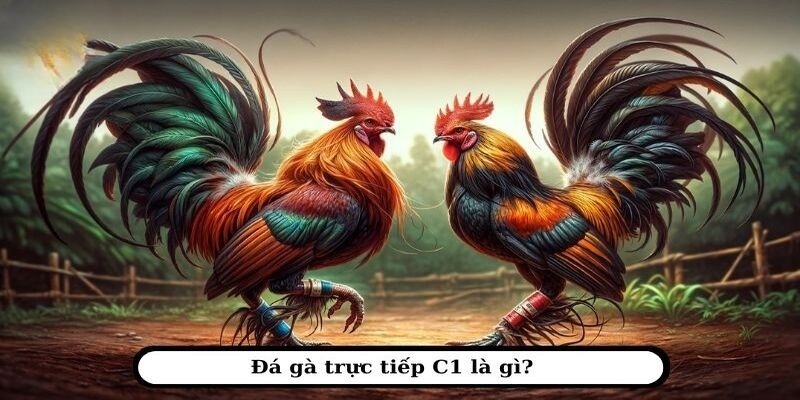 Trực tiếp đá gà Thomo chất lượng cao, các trận đấu mới nhất C1, C2, C3