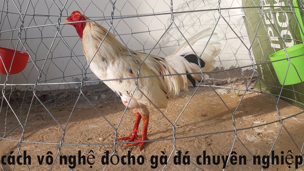Hướng Dẫn Chi Tiết Cách Vô Nghệ Cho Gà Đá Cựa Sắt Hiệu Quả