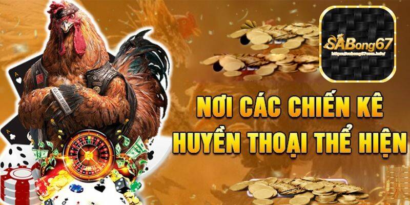 Xem Đá Gà Thomo Online Chất Lượng Cao Tại Sabong67