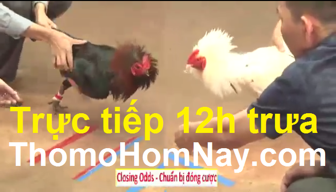 Xem Trực Tiếp Đá Gà Campuchia 67: Bình Luận Sắc Nét, Kèo Thơm