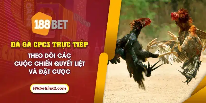 Đá Gà Thomo CPC3: Xem Trận Đấu Nảy Lửa, Cập Nhật Kết Quả Trực Tiếp