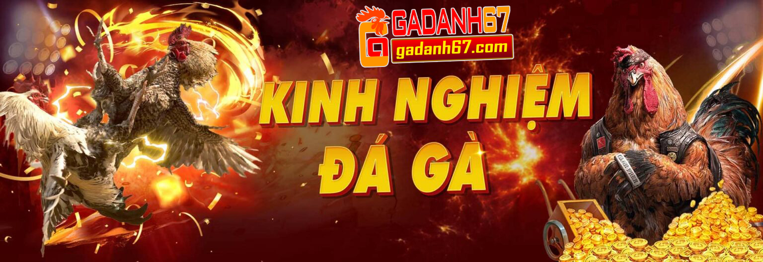 Đá gà trực tuyến Bồ 67 - Trận đấu hot nhất tại GADANH67.COM
