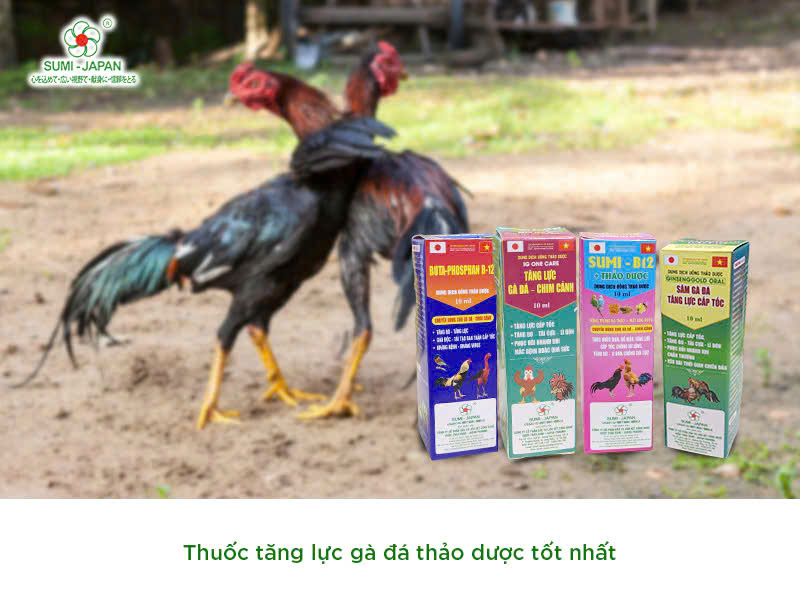 Lợi ích của thuốc nuôi gà đá B12: Tăng lực và sức bền cho gà chiến