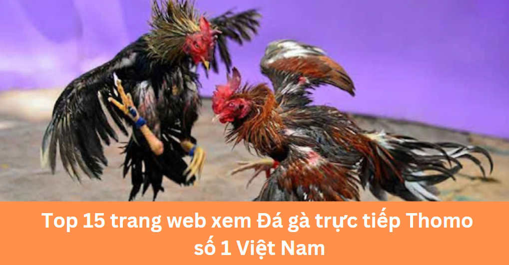 Cách xem đá gà trực tuyến Thomo và các đấu trường nổi tiếng