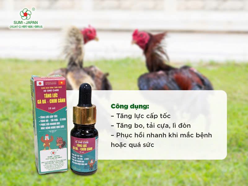 Thuốc Nuôi Gà Đá Tốt Nhất Hiện Nay: Tăng Cường Sức Mạnh và Khả Năng Chiến Đấu