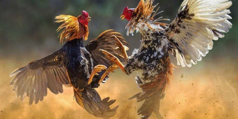 Trải Nghiệm Đá Gà Cựa Sắt Thomo: Những Màn Đấu Kịch Tính Hấp Dẫn