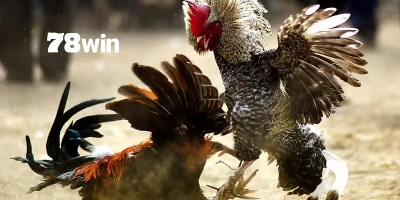 Mẹo cách đá gà ăn tiền (Thắng lớn với những bí quyết này)