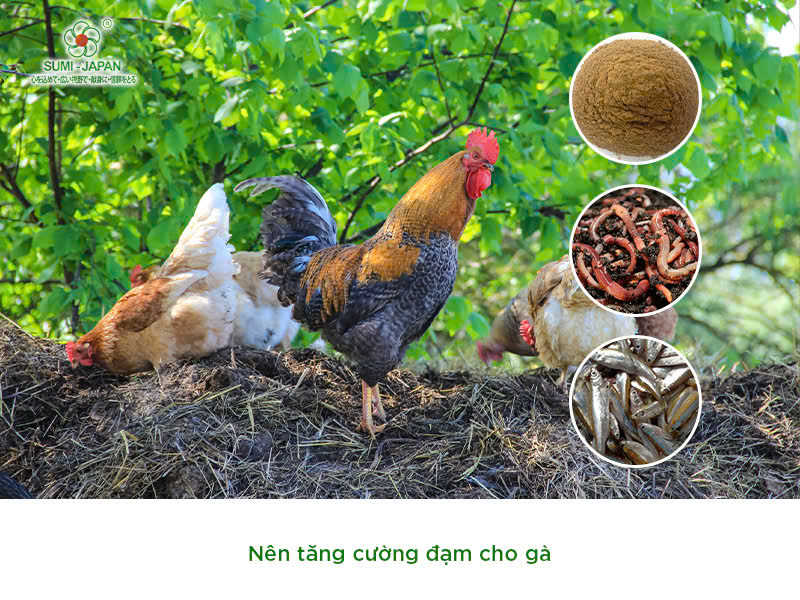 Tìm hiểu cách thúc gà đá mau mập, tăng bo nhanh chóng cho gà chiến