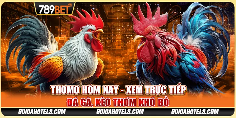 đá gà thomo hôm qua ai thắng(xem ngay để biết)