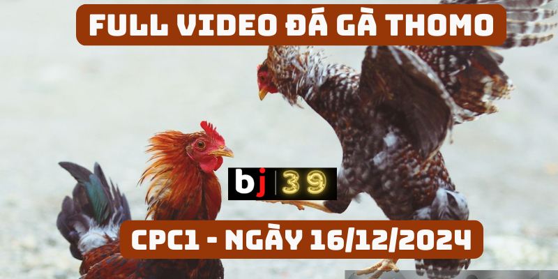Tổng hợp video trực tiếp đá gà thomo mới nhất.