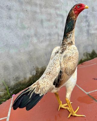 Cập nhật thị trường mua bán gà đá mới nhất hôm nay!
