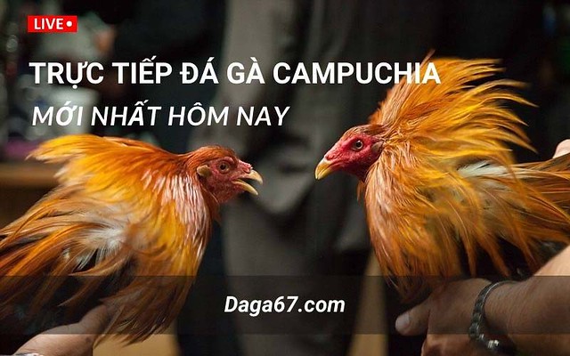 Đá gà trực tiếp 67 Thomo: Trực tiếp đá gà Campuchia mới nhất.