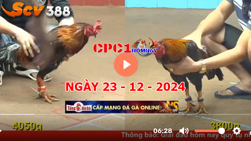 Trực tiếp đá gà 67 hôm nay, xem miễn phí, link tốc độ cao