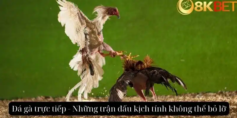 Đăng ký đá gà trực tiếp để không bỏ lỡ các trận đấu hay