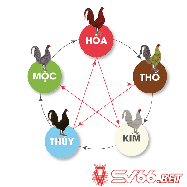 Hôm nay đá gà màu gì tốt nhất? Xem màu lông gà đá theo ngày