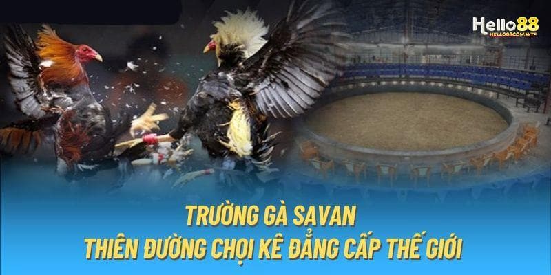 Theo dõi trực tiếp đá gà C1 hôm nay Savan hấp dẫn từng giây