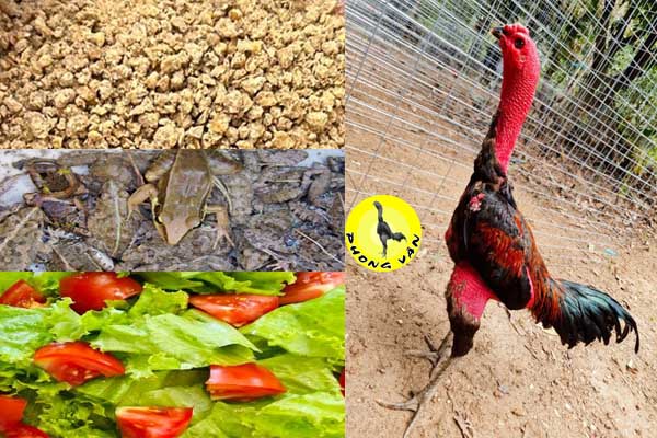 Cách cho gà đá ăn hiệu quả? Thức ăn gà đá đầy đủ dinh dưỡng!