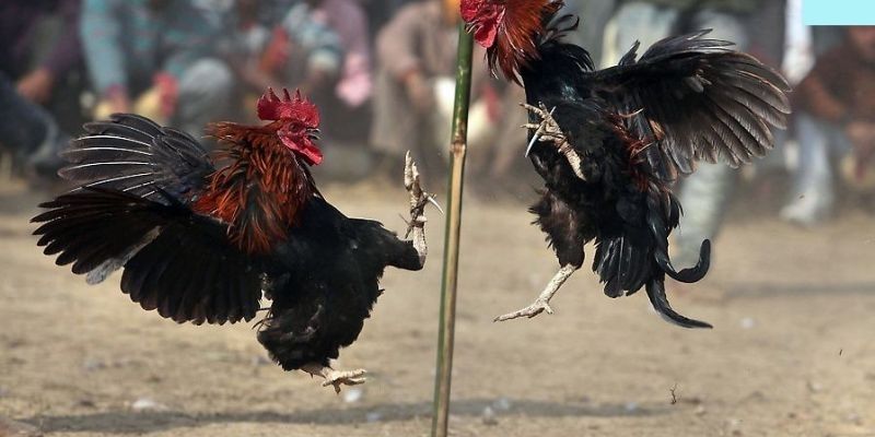 Tìm hiểu về đá gà mạng –  Hình thức giải trí được ưa chuộng