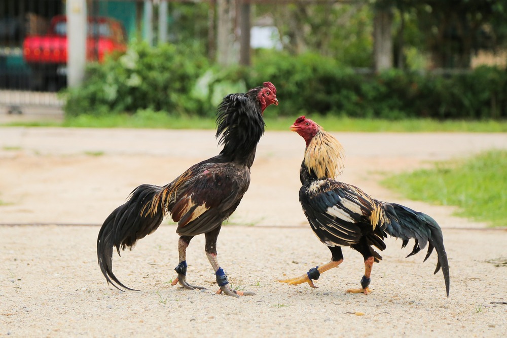 Kinh nghiệm nuôi gà tre đá cựa sắt (Từ sư kê chuyên nghiệp)