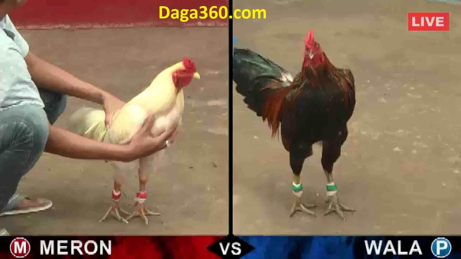 Đá gà Campuchia 2019 mới nhất: Xem video đá gà cực hấp dẫn