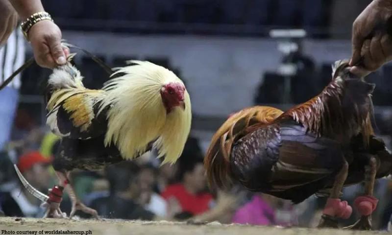 Đá gà trực tiếp Thomo hôm nay, xem ngay kẻo lỡ!