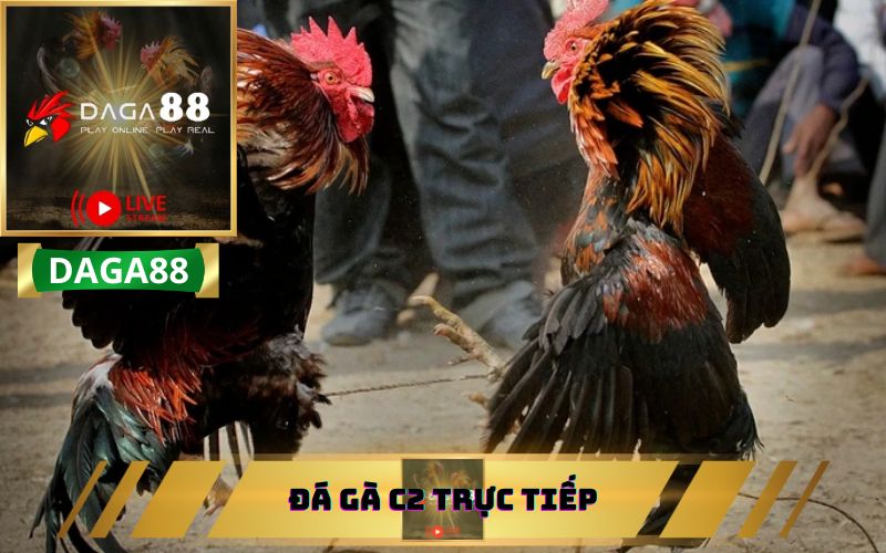 Đá gà Thomo trực tiếp bình luận viên - Xem ngay đừng bỏ lỡ!