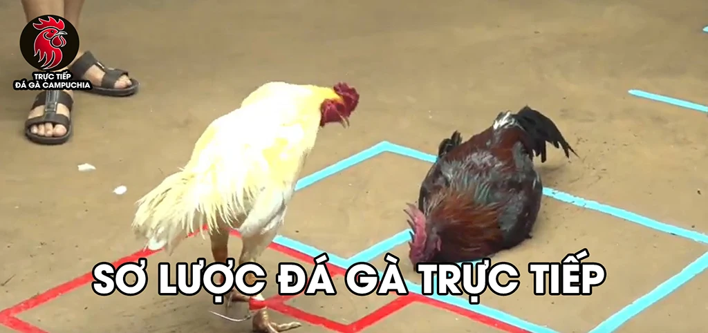 Đá gà Thơ Mo Campuchia: Trực tiếp full HD, không giật lag!