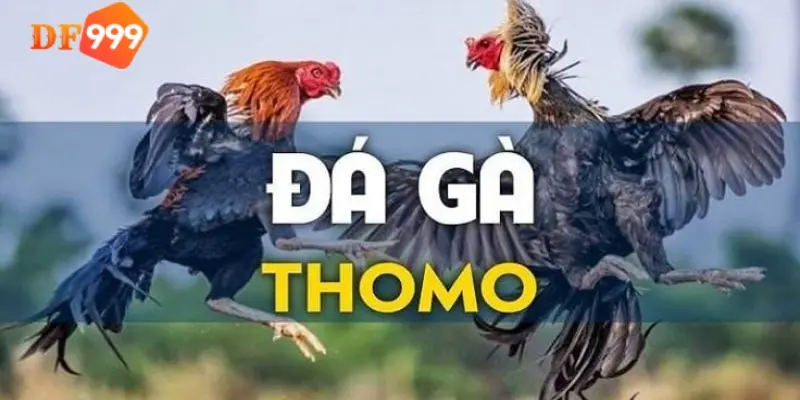 Xem đá gà trực tiếp ở đâu? Danh sách kênh chất lượng cao!