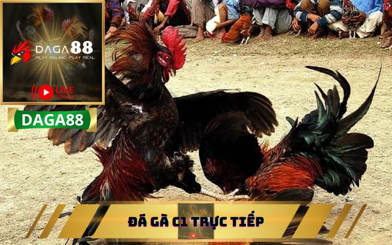 Trực tiếp đá gà - Xem đá gà trực tuyến chất lượng cao