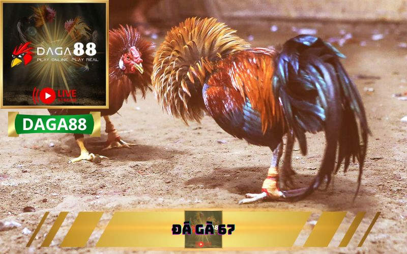 Đá gà 67 có hợp pháp không? Giải đáp thắc mắc về đá gà 67!